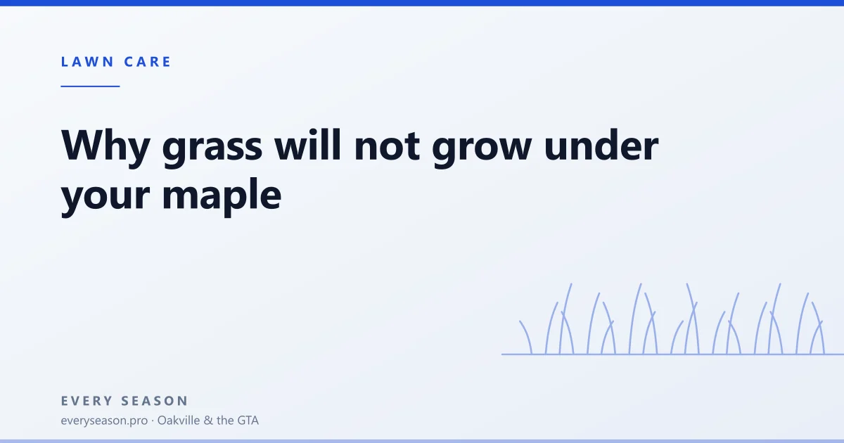 Editorial banner reading 'Why grass will not grow under your maple' with a line-drawn grass motif