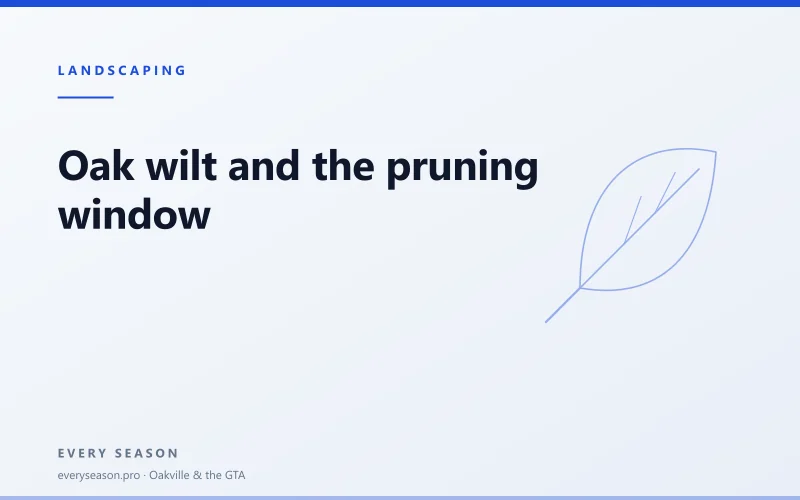 Light editorial banner with a leaf motif reading Oak wilt and the pruning window, why the oak waits until November