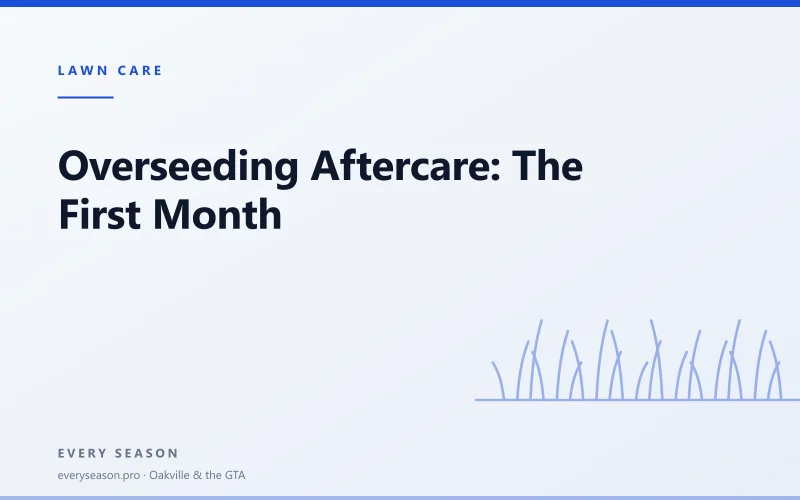 Light editorial banner reading Overseeding Aftercare over a lawn motif, for a guide to the first month after seeding a lawn in Oakville, Mississauga and Burlington